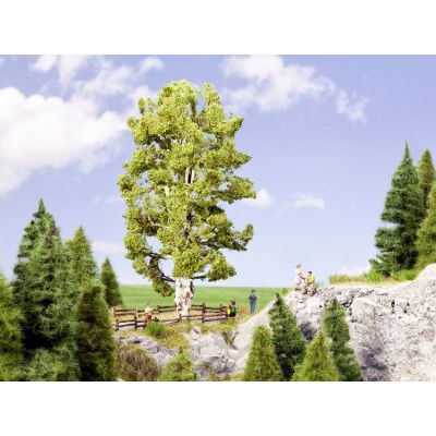 Eiche, 19 cm hoch